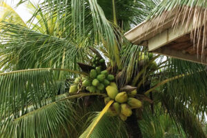 inspiratie reis suriname reis